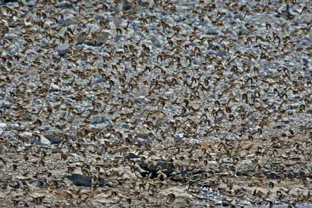 235 Etosha NP, invasie van vogels.JPG